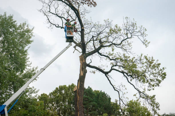 How Our Tree Care Process Works  in  Stanford, KY